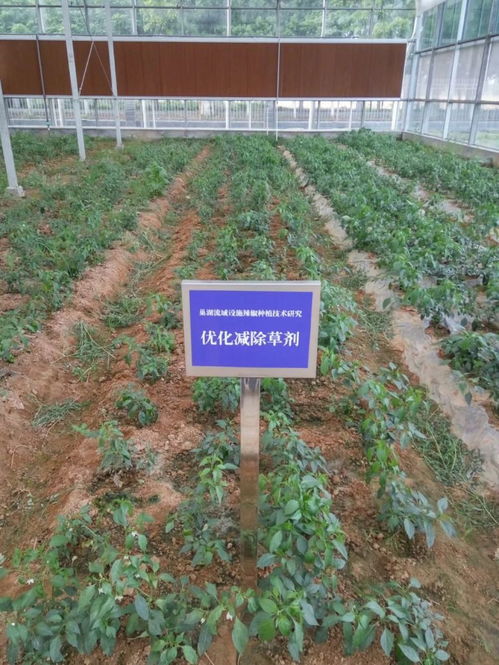 科技創(chuàng)新助力智慧農(nóng)業(yè)發(fā)展 技術開發(fā)的前沿與應用